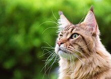 Close Up Portrait Of Black Tabby Maine Coon Cat On Green Background With Copy-space And Sunlight. Adorable Young Cute Male Cat Looking Away. Pets Walking Outdoor Adventure. 