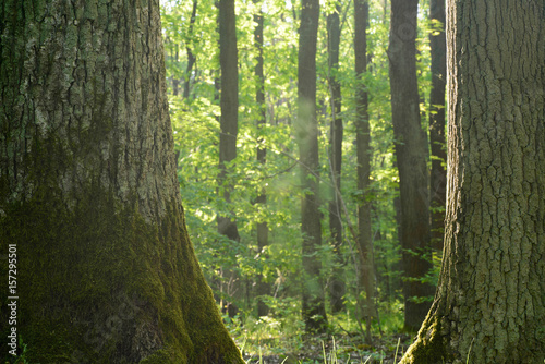 old oak trees in forest