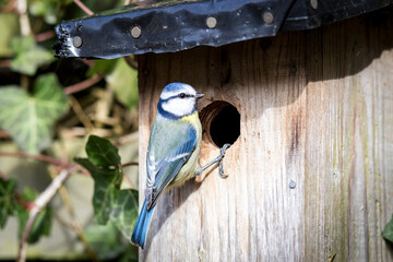 Blue tit at a birdhouse