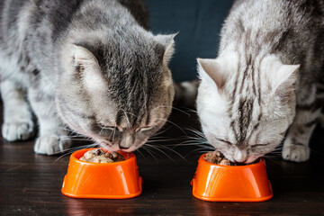 two cats eating food