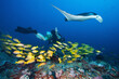 Diver swims with manta ray