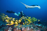Fototapeta  - Diver swims with manta ray