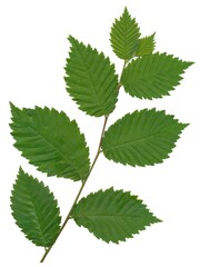 Wall Mural - green leaves of elm tree close up