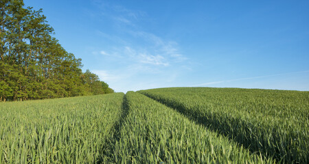 Wall Mural - panorama of young, green cereal on the field