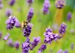 Lavender flowers and bee.