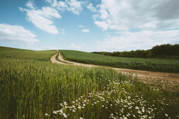 Wall Mural - road and daisy flower countryside