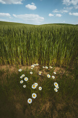 Wall Mural - daisy flower on wheat field