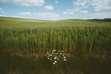 Wall Mural - daisy flower on wheat field