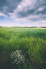 Wall Mural - pylons on the field in the foreground daisy flowers