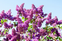 Beautiful Purple Lilac Against A Blue Clear Sky