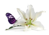 Mindfulness Moment with Lovely Lily and Beautiful  Butterfly -  white lily head with a pink and black butterfly resting on one petal isolated on a white background
