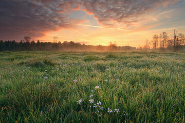 Wall Mural - morning sky over blooming meadow