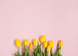 Fototapeta Tulipany - Row of yellow tulips on pink