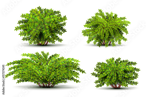 Fotografía Shrubbery, 3d isometric bushes isolated on white vector set