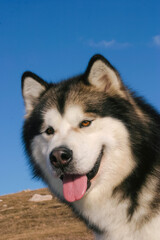  Portrait of Alaskan Malamute Dog