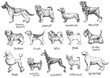 Dogs breeds vector set.