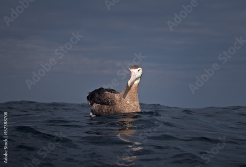 Fotografia, Obraz Wandering albatross, toroa, Gibson's albatross, South Africa