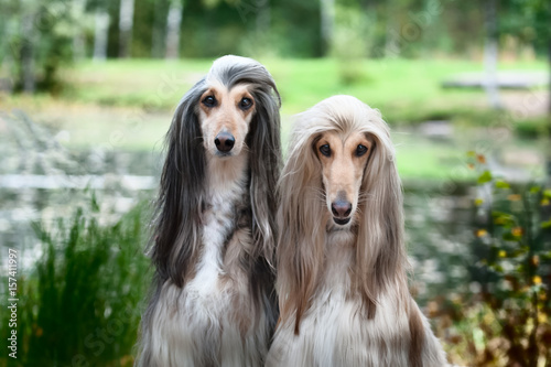 Portrait Of Two Afghan Greyhounds Beautiful Dog Show