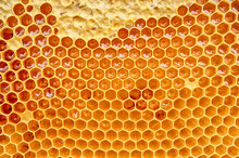 Honeycomb With Honey