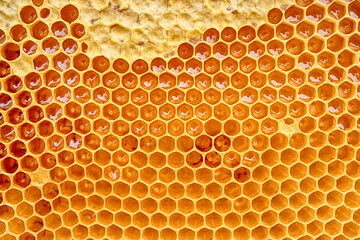 honeycomb with honey