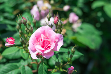 Beautiful  yellow rose  blooming in the garden