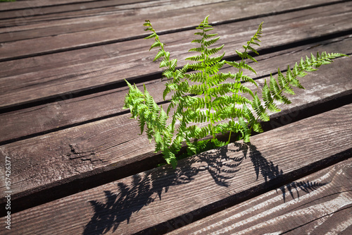 Young green fern grow through rural wooden floor Poster
