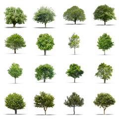high definition collection tree isolated on a white background