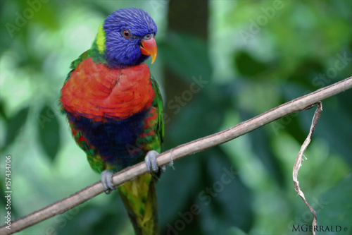 Fototapeta na szkło rainbow lorikeet