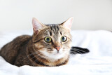 Fototapeta Koty - Beautiful cat on the grey plaid