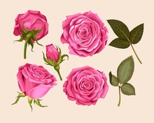 Set Of Pink Rose