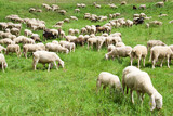 Fototapeta Zwierzęta - Gregge di pecore al pascolo