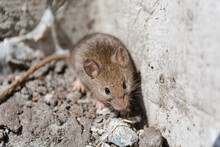 Wild Mouse. The Mouse Runs On A Grass. Gray Mouse.