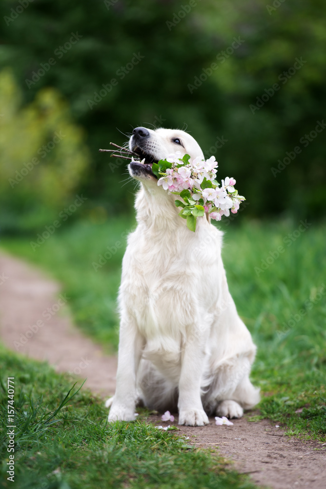golden retriever dog holding flowers in her mouth Stock Photo | Adobe Stock