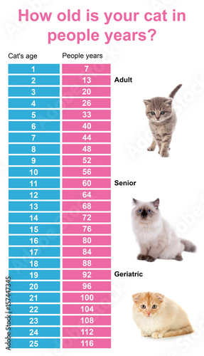 Cat Years Age Chart