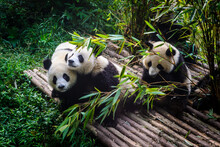 Pandas Enjoying Their Bamboo Breakfast In Chengdu Research Base, China