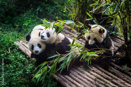 Fotografía Pandas enjoying their bamboo breakfast in Chengdu Research Base, China