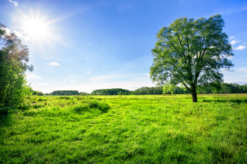 Wall Mural - field with green grass and a tree