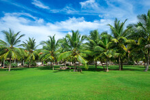 Garden With Coconut Palm Trees