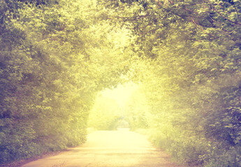 Wall Mural - road in tunnel of green trees