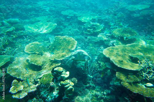 Zdjęcie XXL Żółw siedzi w korale pod powierzchnią wody