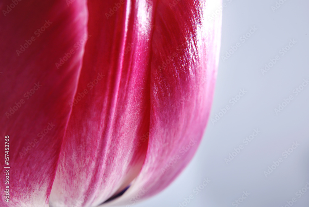 Beautiful tulip flower on white background, closeup