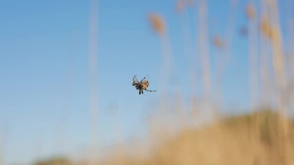 Spider crawls on the web closeup on the background of the sky and reeds.