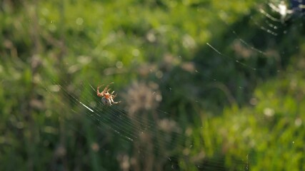 Spider crawls on the web closeup on the grass. Rays sun illuminate the insect.