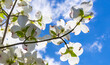 Beautiful dogwood blossoms reach toward a lovely springtime partly cloudy sky.