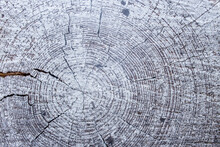 Slice Of Wood, Circular, Core, Painted White, Close-up, Texture