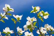 Beautiful Dogwood Blossoms On A Glorious Spring Morning.