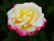 A Yellow Rose With Pink Edges