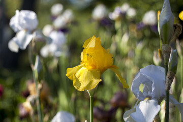 iris yellow bloom