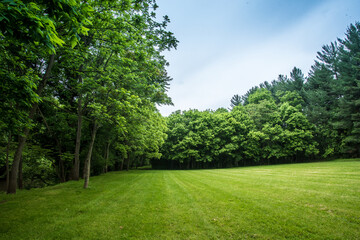 forest landscape 