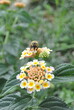 Uma abelha a pousa numa flor para colher polen